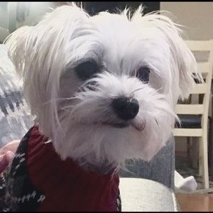 Meet your Posher, Misty
